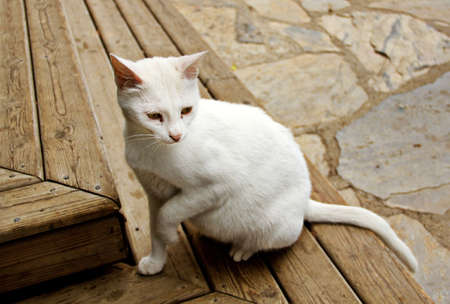 White cat sit down on the wood step 