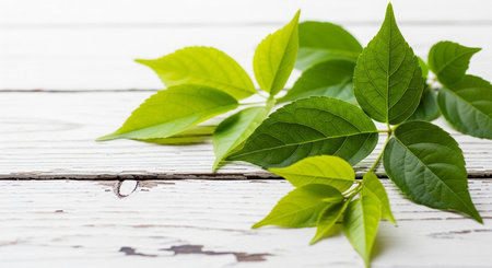 Green leaves on white wooden background. Copy space for your text.の写真素材