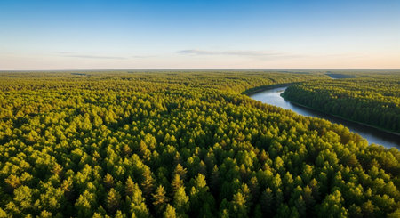 Aerial view of the forest and the river. Beautiful summer landscape.の素材