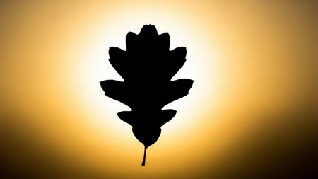 Silhouette of an oak leaf against the background of the setting sunの素材