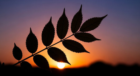 Silhouette of rowan leaves against the sunset sky background.の素材