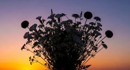Silhouette of a bouquet of flowers on a sunset backgroundの素材