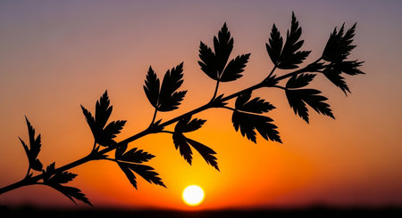 Silhouette of leaves against the setting sun. Nature background.の素材