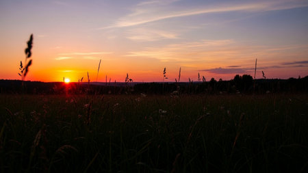 Sunset over a meadow with grass and flowers in the foregroundの素材
