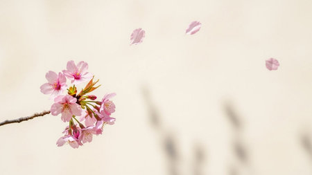 cherry blossom in spring season with soft focus and copy spaceの素材