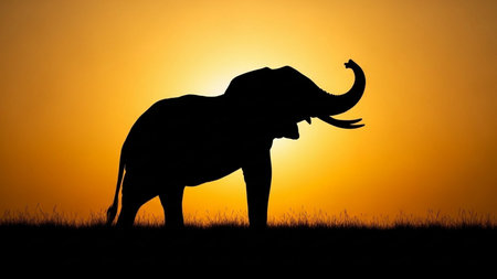 Silhouette of an elephant on the grass with a beautiful sunsetの素材
