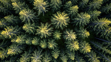 Aerial view of pine trees in the forest. Drone photography.の素材