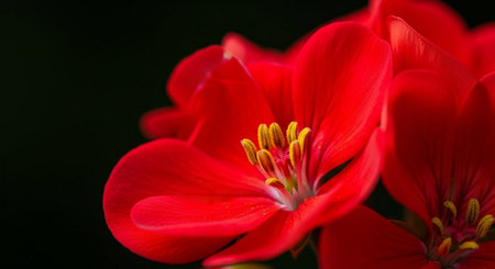 Red geranium flower on black background, close-up, macroの素材