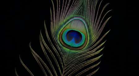 Peacock feather on a black background. Close-up.の素材