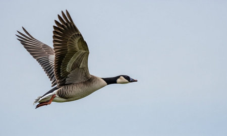 Goose Flying Through the Sky with Detailed Feathersの素材