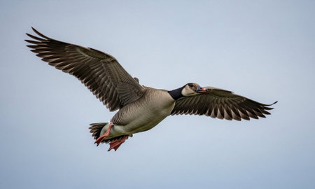 Canada Goose in Mid-Flight with Wings Spread Wideの素材