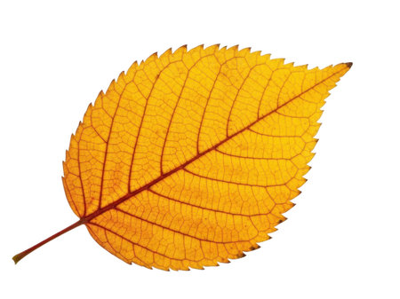 Autumn leaf isolated on white background. Clipping path included.の素材
