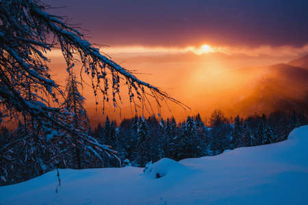 A branch of a snowy tree at sunset in the mountains