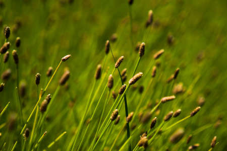 Wetland Plantsの写真素材