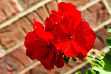 Bright Red Flower