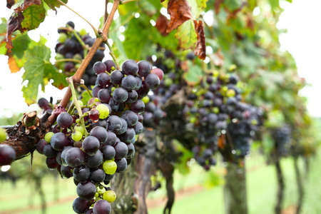 Grapes Ready to be Pickedの写真素材