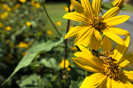 Grasshopper on Daisyの写真素材
