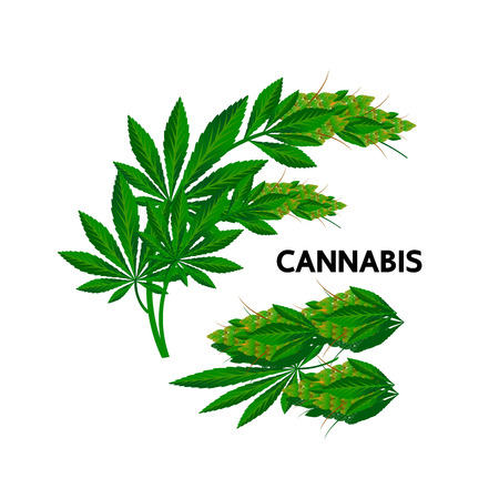 Cannabis benefit for medical vector.のイラスト素材