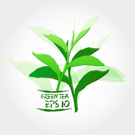 Premium green tea for good health vector.のイラスト素材