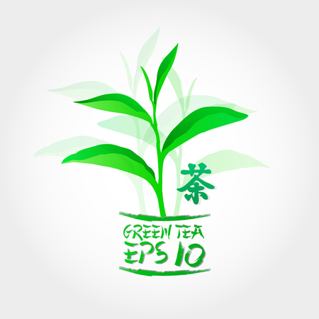 Premium green tea for good health vector.のイラスト素材