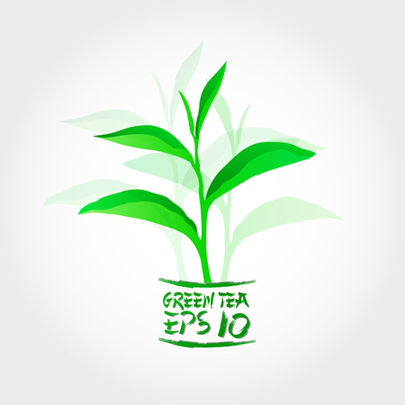 Premium green tea for good health vector.のイラスト素材