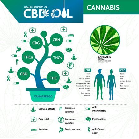 Cannabis benefits for health vector illustration.のイラスト素材