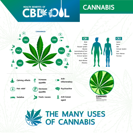 Cannabis benefits for health vector illustration.のイラスト素材