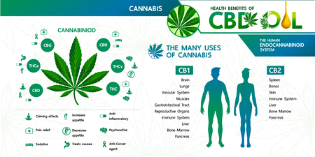Cannabis benefits for health vector illustration.のイラスト素材
