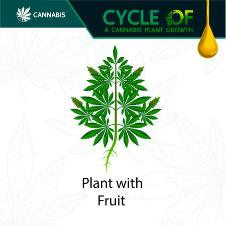 Cycle of a cannabis plant growth.のイラスト素材