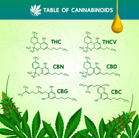 Table of cannabinoilds illustration.のイラスト素材