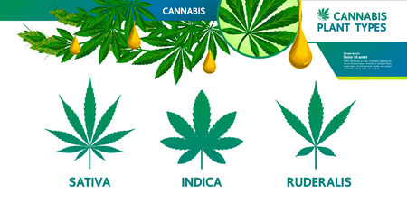 Cannabis plant type illustration.のイラスト素材