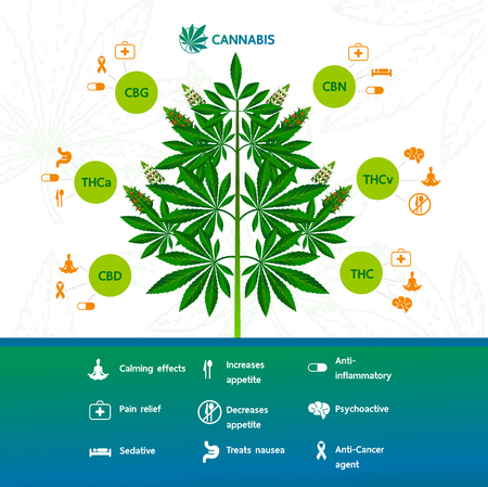 Cannabis benefits for health vector illustration.のイラスト素材