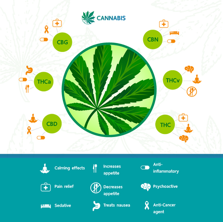 Cannabis benefits for health vector illustration.のイラスト素材