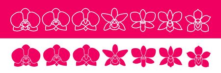 Premium grand Orchid design concept vector illustration.のイラスト素材