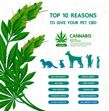 Cannabis benefits for pet health vector illustration.のイラスト素材