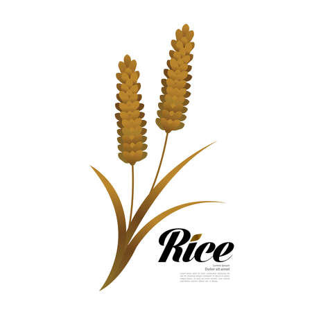 Premium Rice great quality design concept  vector.のイラスト素材
