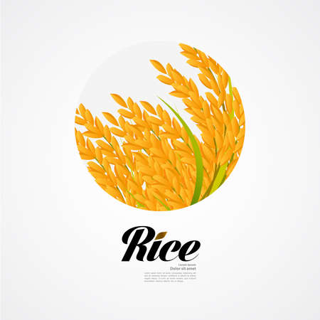 Premium Rice great quality design concept  vector.のイラスト素材