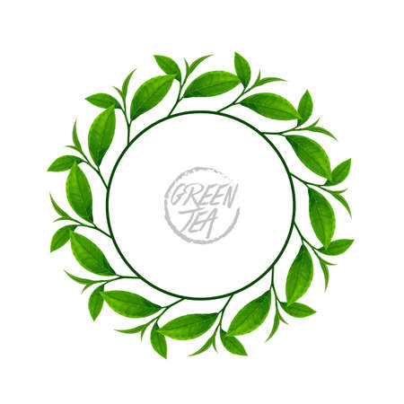 The Premium green tea for good health vector illustration.のイラスト素材