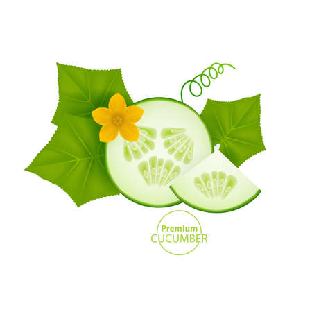 Realistic cucumber with green stem leaves and flower.のイラスト素材