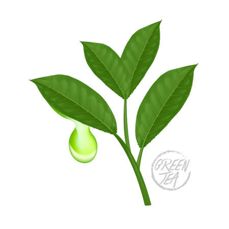 The Premium green tea for good health vector illustration.のイラスト素材