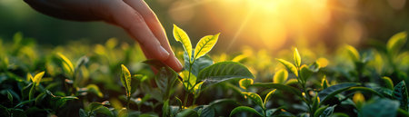 Hand gently touching young tea leaves at sunrise, soft light highlighting the greenery, tranquil agricultural sceneの素材
