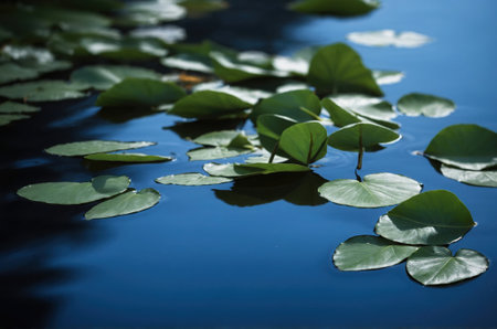 Lotus leaves on the water surface in the lake. Natural background.の素材