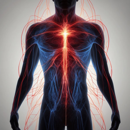 Human Body with Circulatory System Anatomy. 3D Renderingの素材