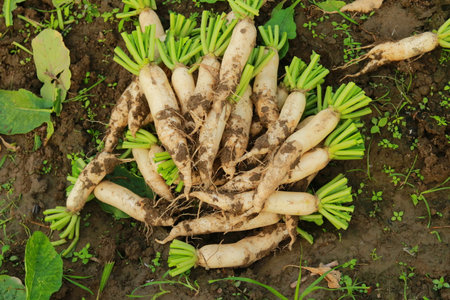 fresh white radish in the vegetable garden, closeup of photoの写真素材