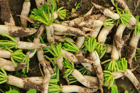 Daikon radish in vegetable garden, closeup of photo
