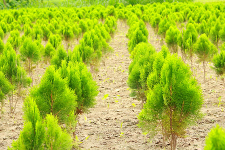 Plantation of thuja in the garden, Bangladesh