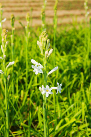 White flowers in the field north of Bangladesh, Tuberose or Rajnigandha flowers in the fieldの写真素材