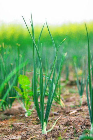 onion growing in the field, closeup of green onion plantsの写真素材