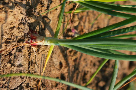 Sprouting onions on the ground in the garden. Close-upの写真素材