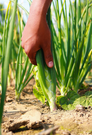Hand of a farmer picking green onion in the vegetable garden, close-upの写真素材